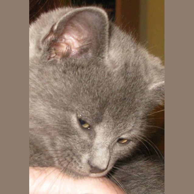 Photo of Shiloh