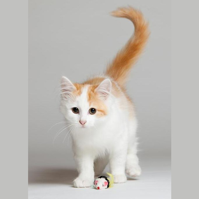 Photo of Ragamuffin