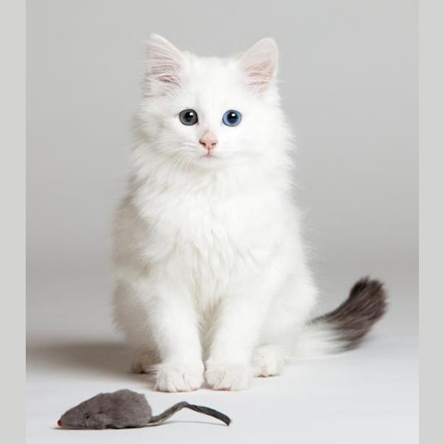 Photo of Cloud