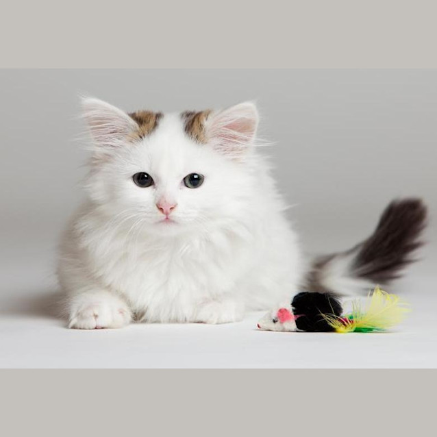 Photo of Mischief