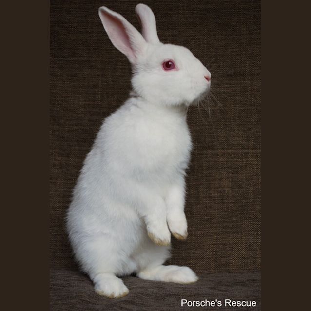 Photo of Puffin  Desexed And Vaccinated