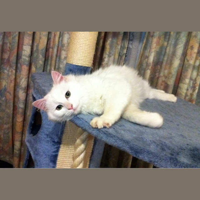 Photo of Ivy   On Trial In Her New Home!