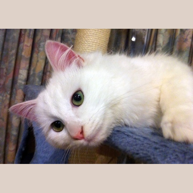 Photo of Ivy   On Trial In Her New Home!