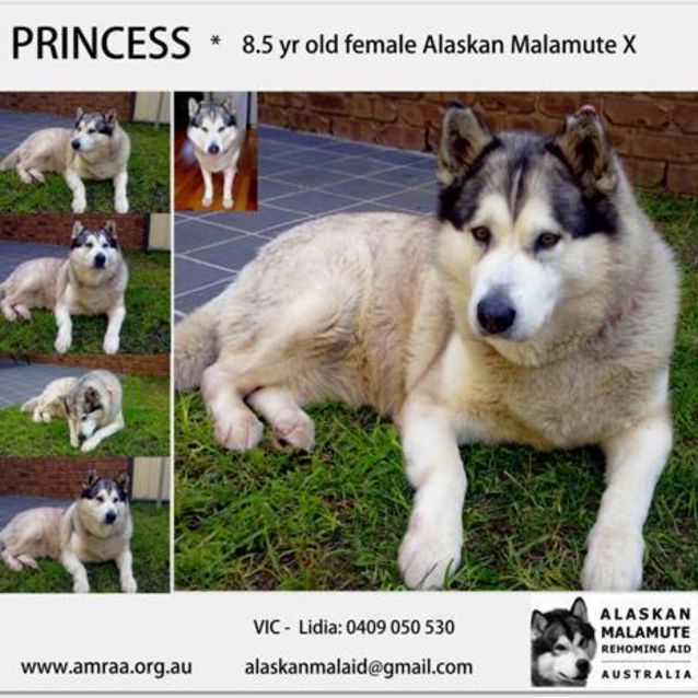 Photo of Princess   Currently Trialling A New Home