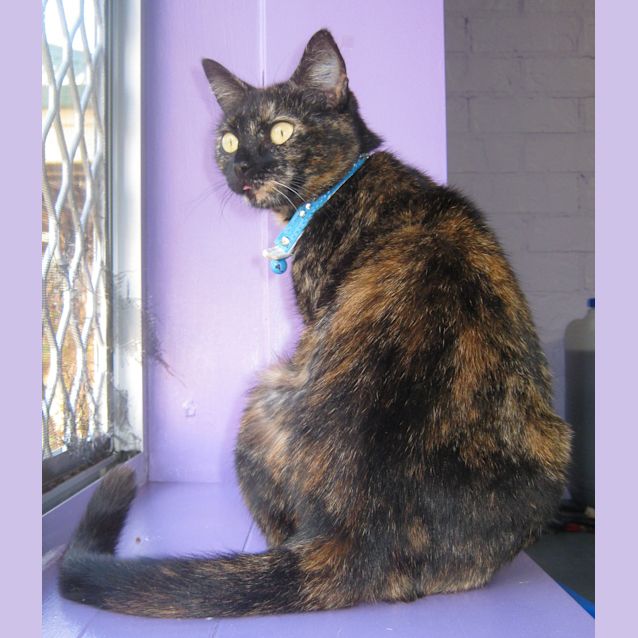 Photo of Krystal (On Trial With Her New Family)