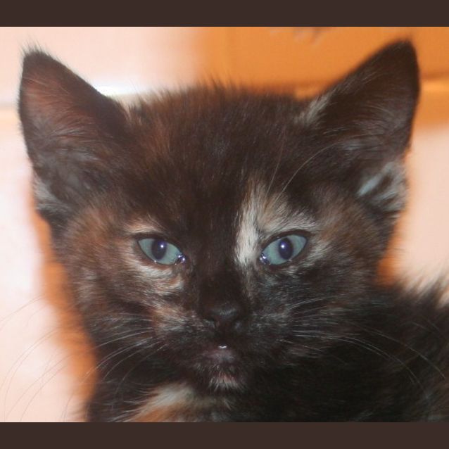 Photo of Tori