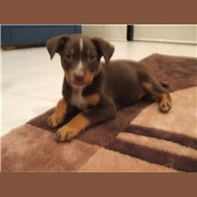 Photo of Mango