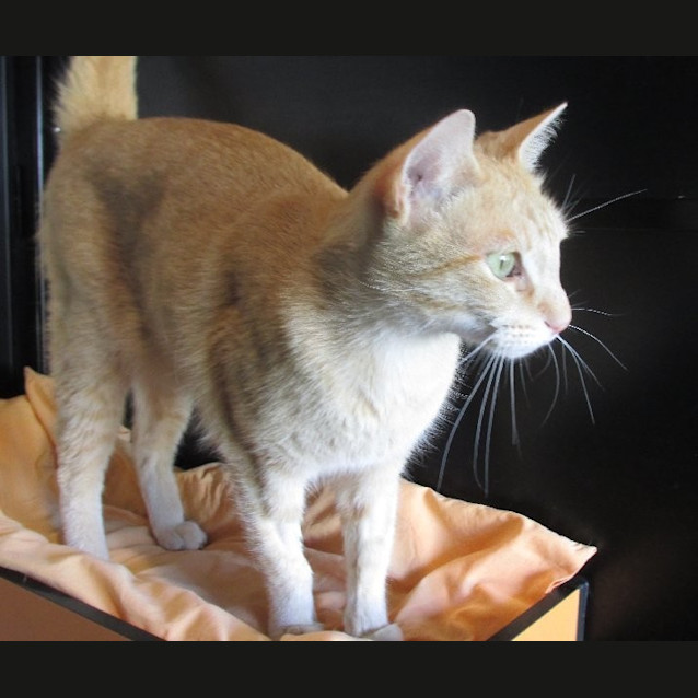 Photo of Dusty