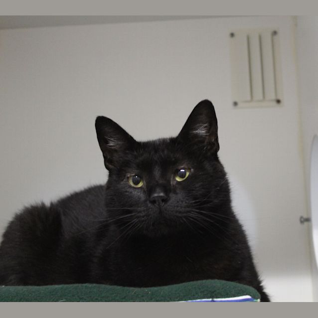 Photo of Raisin