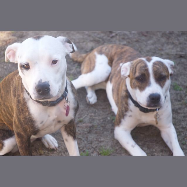 Photo of Pearl And Amber  Beautiful And Obedient Sisters
