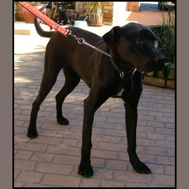 Photo of Bouncer