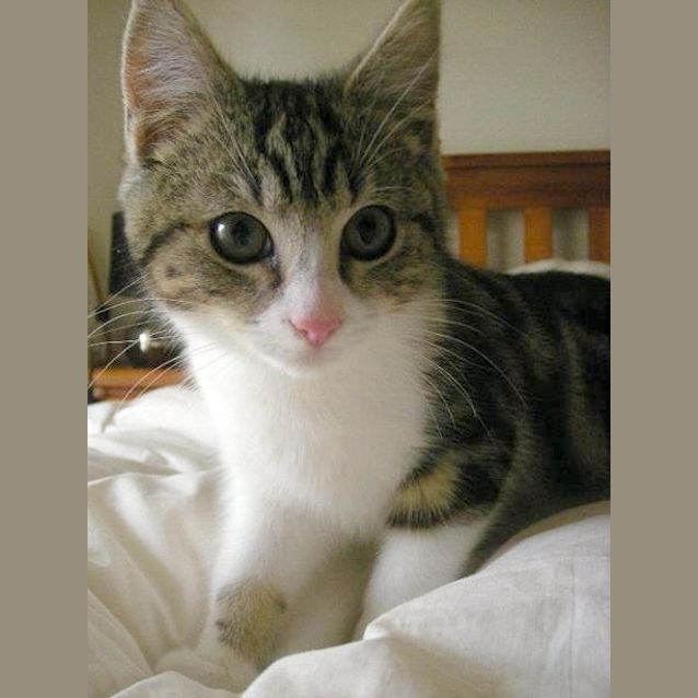 Photo of Sawyer   On Trial In His New Home!