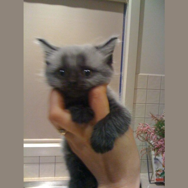 Photo of Scooter