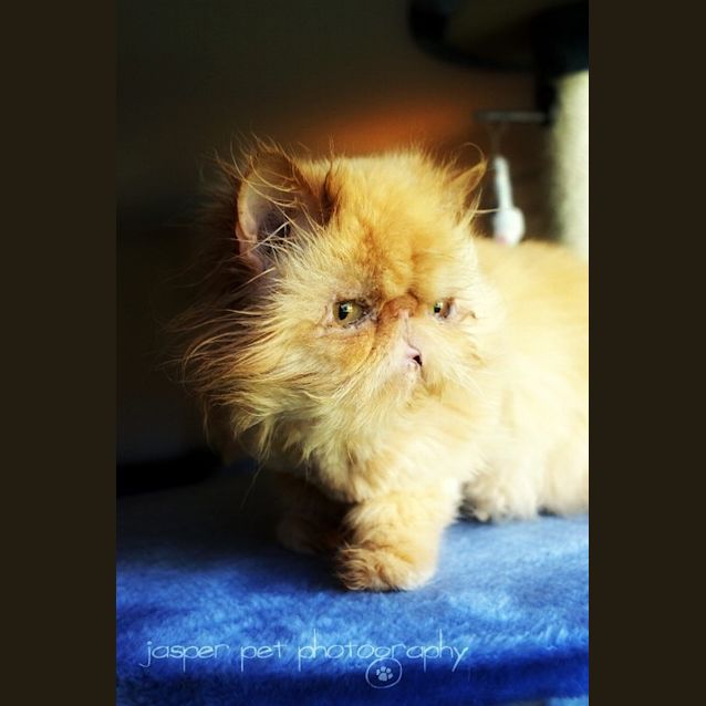 Photo of Sir Fergus The Magnificent!   Adopted!