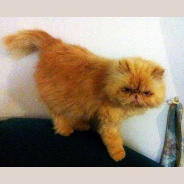 Photo of Sir Fergus The Magnificent!   Adopted!