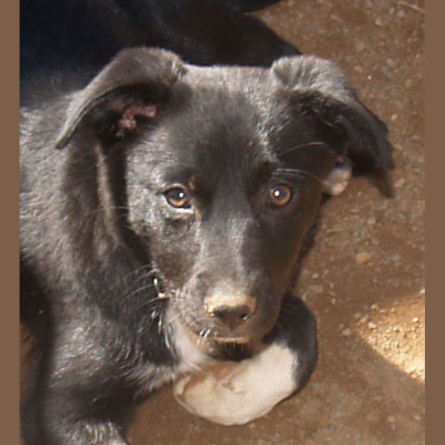 Photo of Georgia   Adoption Pending