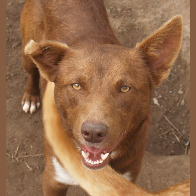Photo of Rusty2