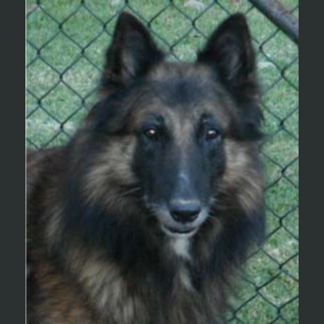 Photo of Zanny   Adoption Pending