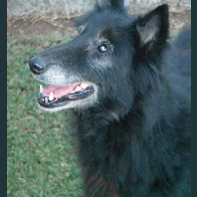 Photo of Penny   Adoption Pending