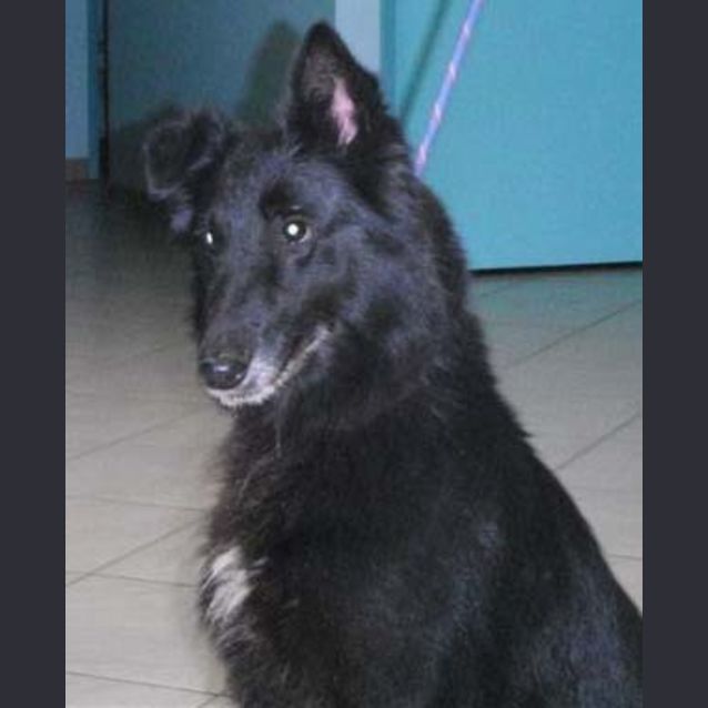 Photo of Charlie Girl