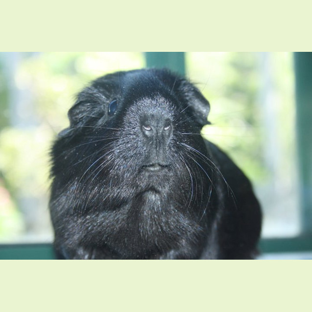 Photo of Robin