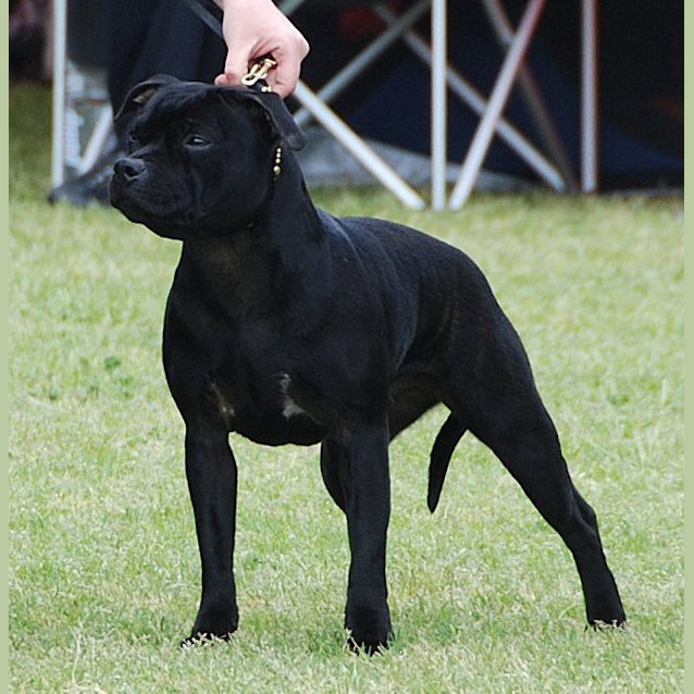 Photo of Ruby