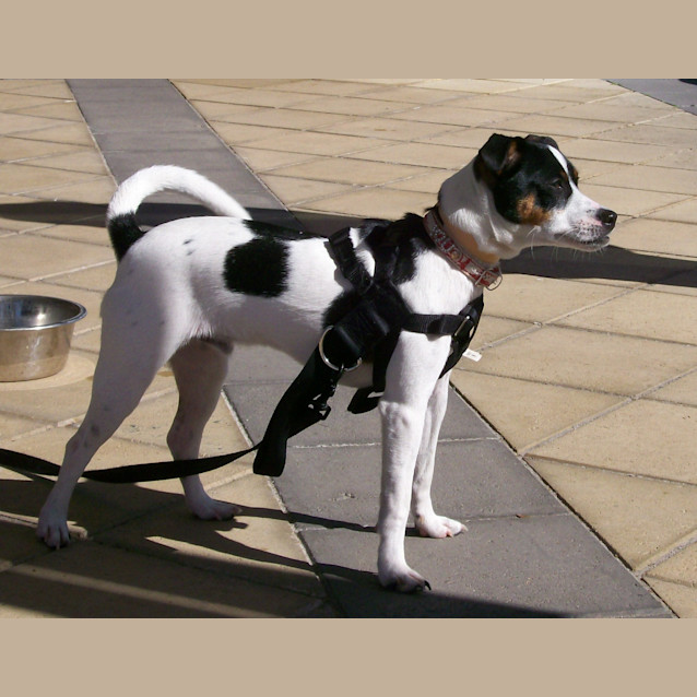 Photo of Snoopy
