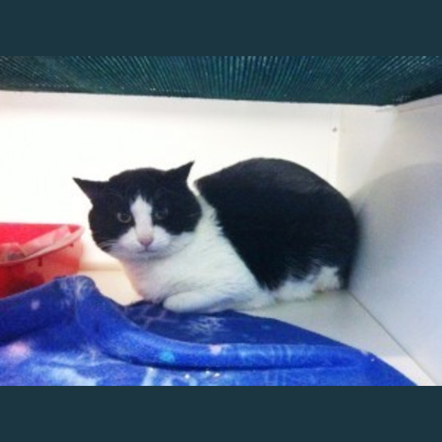Photo of Chester