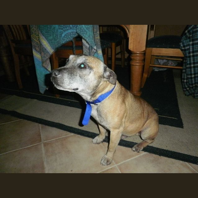 Photo of Boris