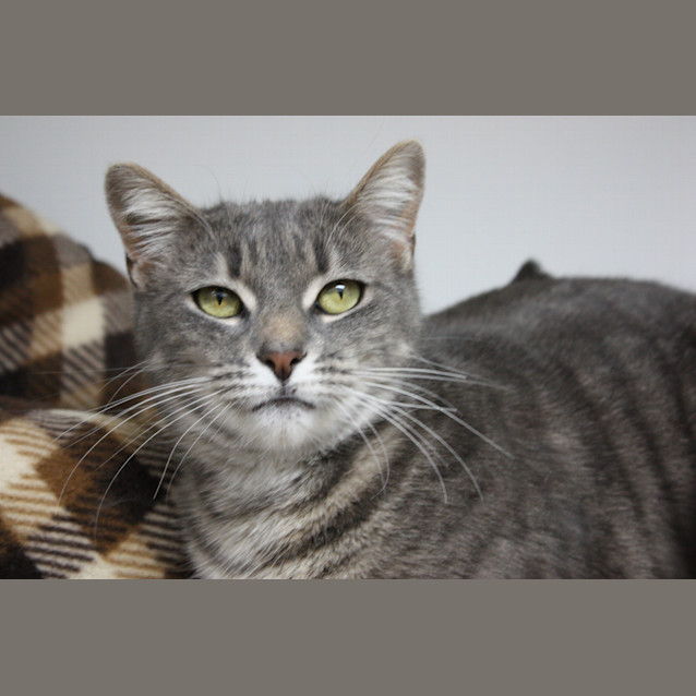 Photo of C10515 Cappy
