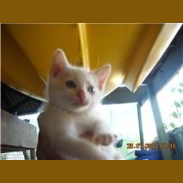 Photo of Fido