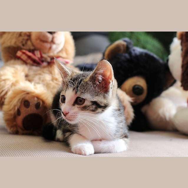 Photo of Harper And Mo