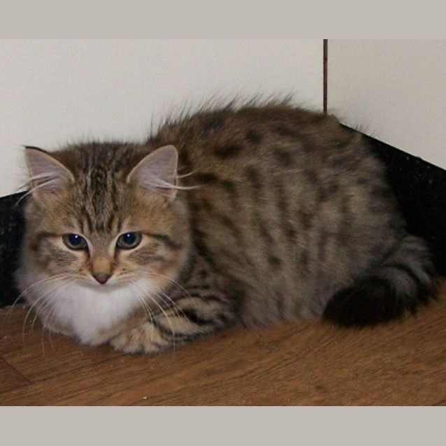 Photo of K'ching