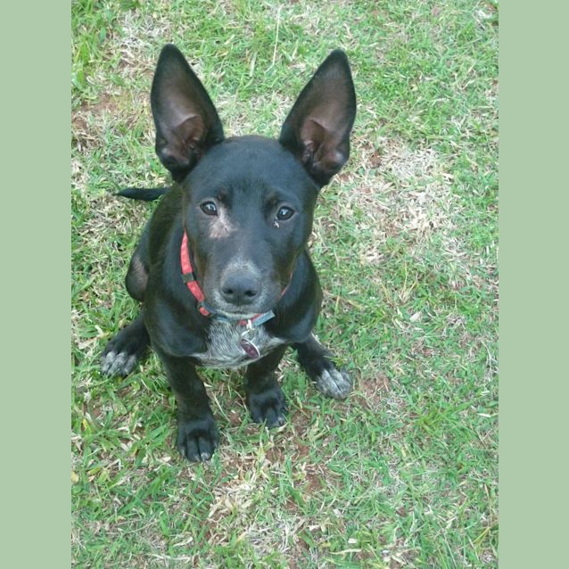 Photo of Bella