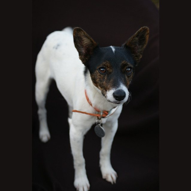 Photo of Darcy