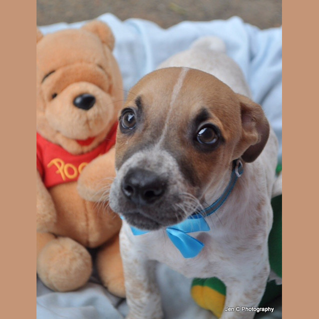 Photo of Leo A Happy Puppy