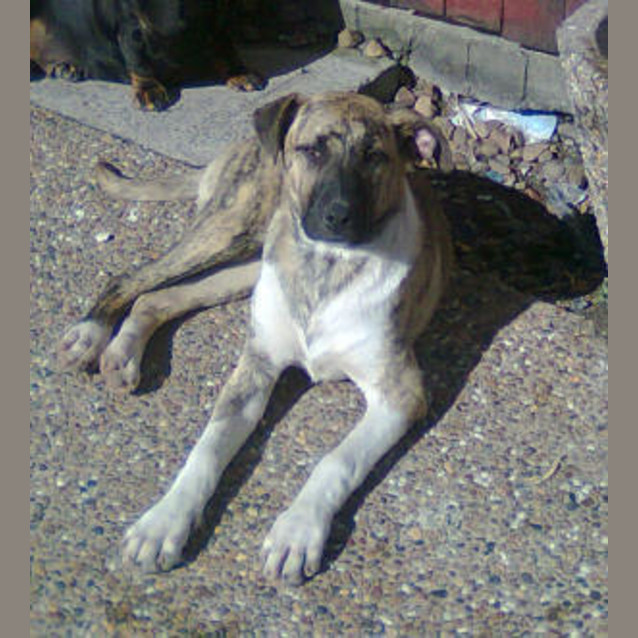 Photo of Riley