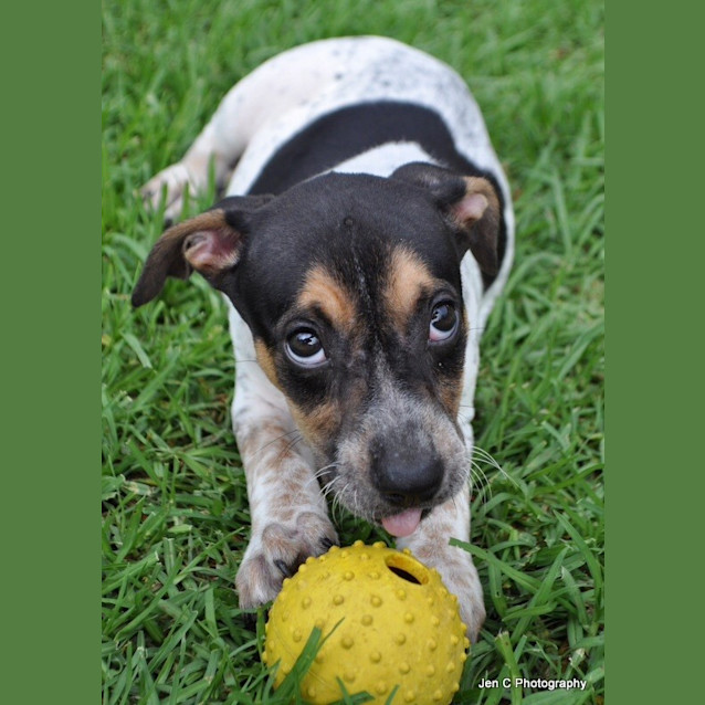 Photo of Delta Our Gorgeous Puppy