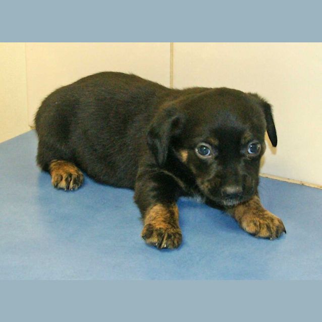Photo of Onyx
