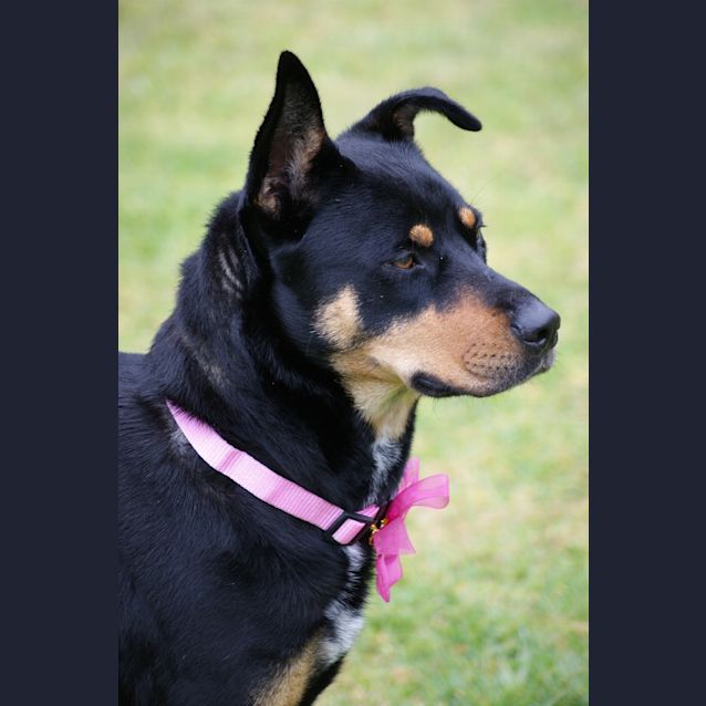 Photo of Kimba