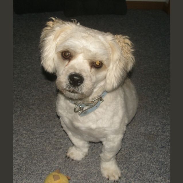 Photo of Doofy