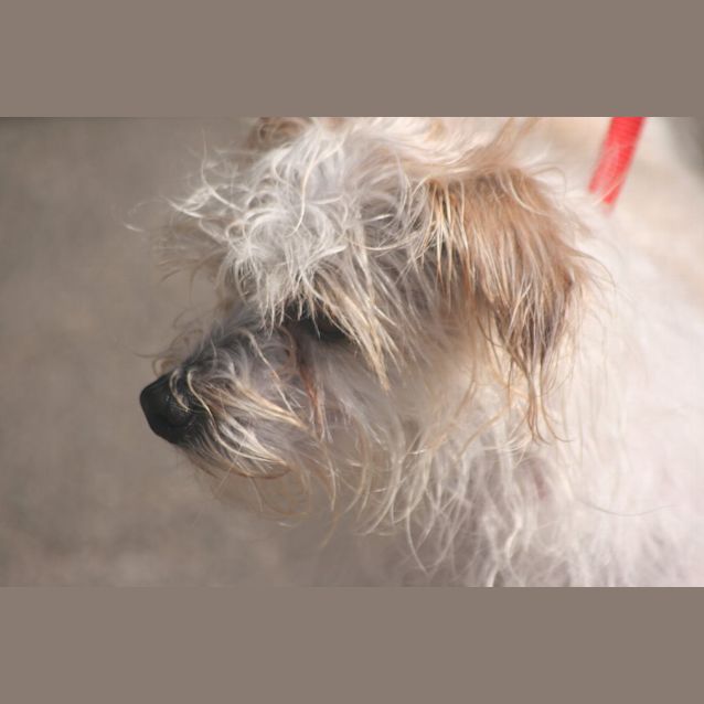 Photo of Champ