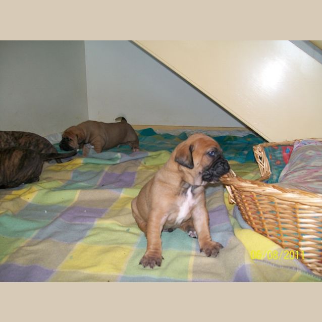 Photo of Bull Arab X Mastiff/Great Dane Pups