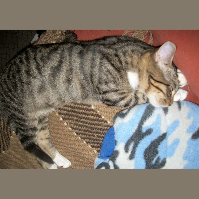 Photo of Monkey