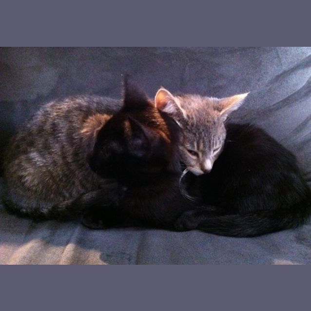 Photo of Shadow