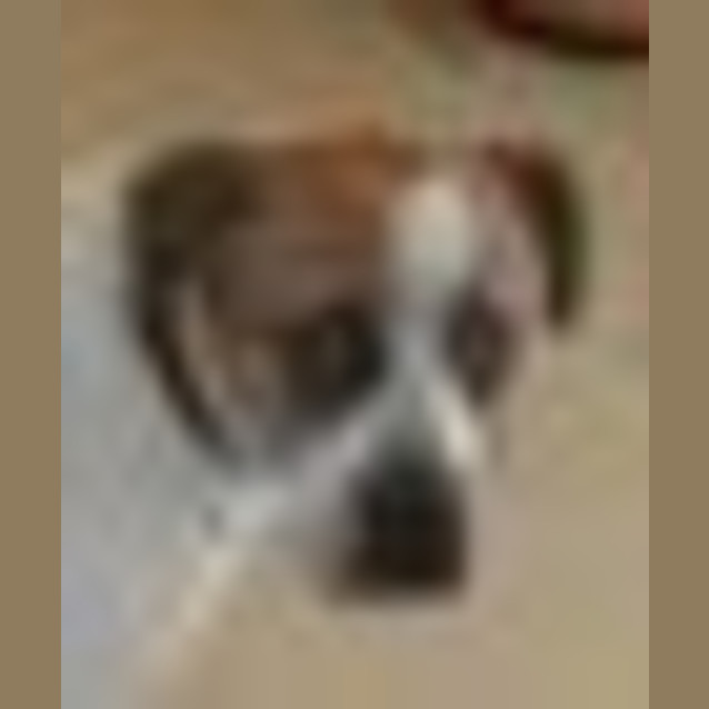 Photo of Tank Urgent Rescue Needed