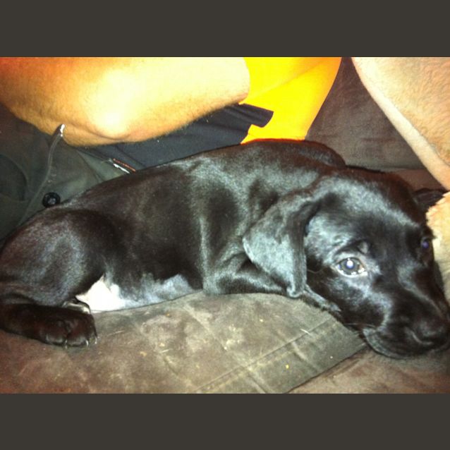 Photo of Labrador X Pups