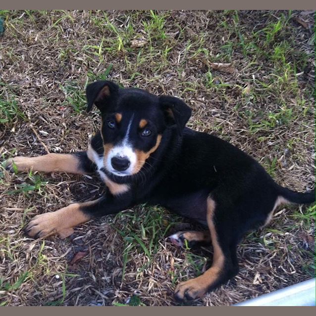Photo of Penny ~ Female Kelpie X Cattle (On Trial 11/12/16)