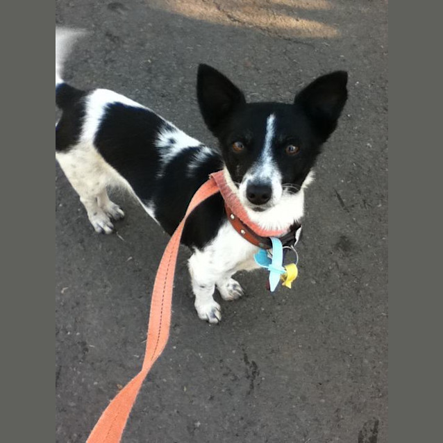 Photo of Belle .. Adoption Pending