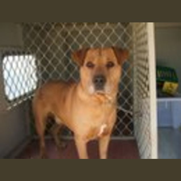 Photo of Buster *Adoption Pending*